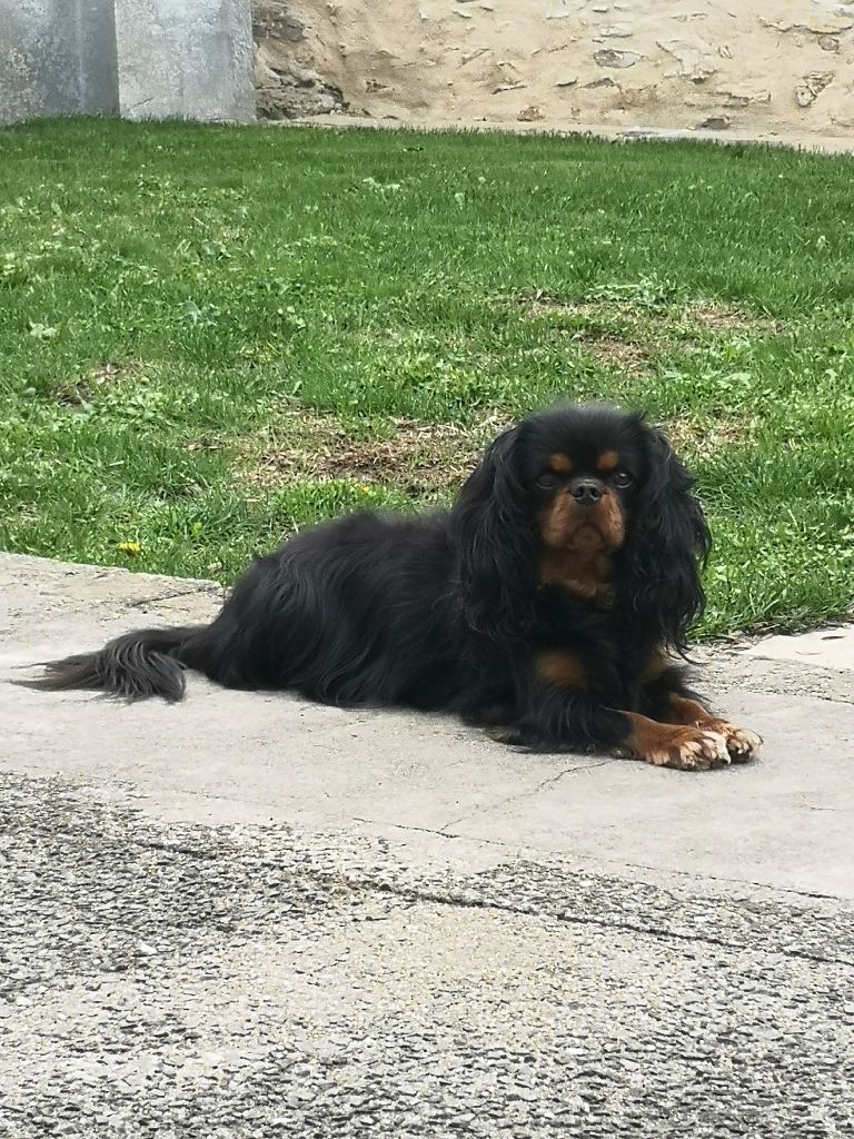 Les Cavalier King Charles Spaniel De L Affixe Des Bergers De Corail