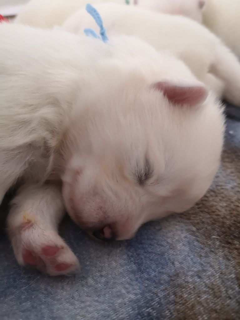 Des bergers de corail - Chiot disponible  - Samoyède