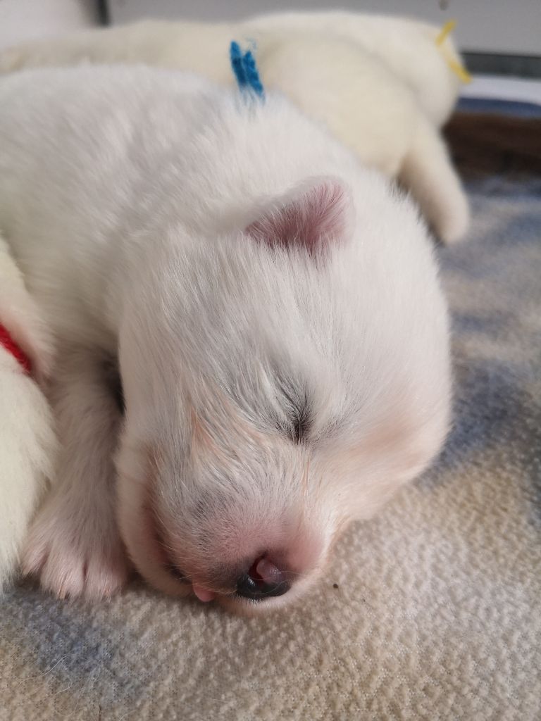 Des bergers de corail - Chiot disponible  - Samoyède